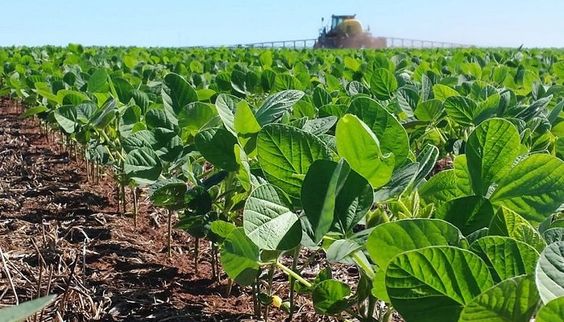 El Niño antecipou o ciclo da soja no Paraná e levou mais pragas