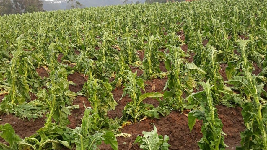 Tabaco: lavouras atingidas por granizo crescem 700% nesta safra